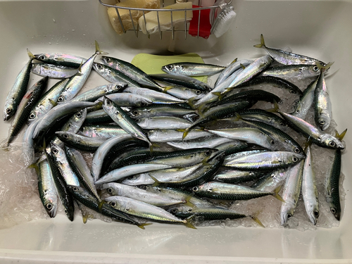 サバの釣果