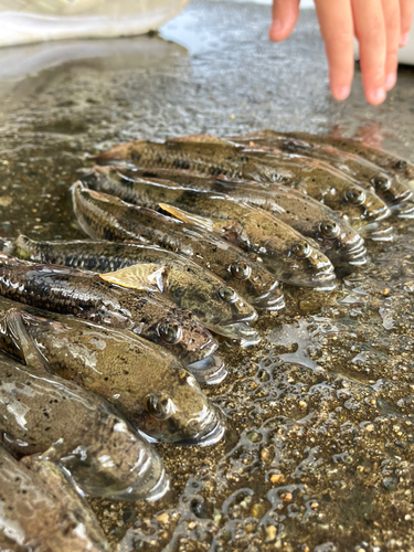 ウロハゼの釣果