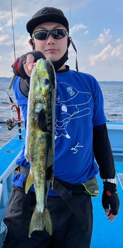 クロサバフグの釣果