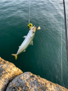 サバの釣果