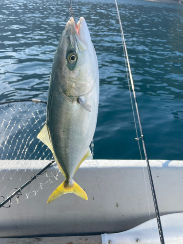 ツバスの釣果