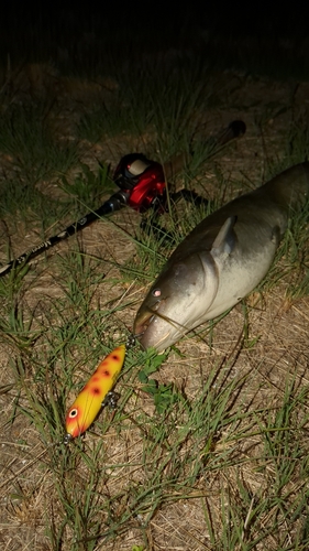 マナマズの釣果