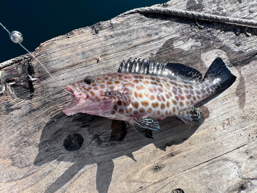 オオモンハタの釣果