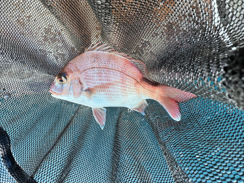 チャリコの釣果