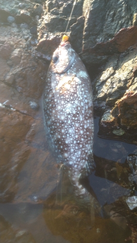 アイゴの釣果