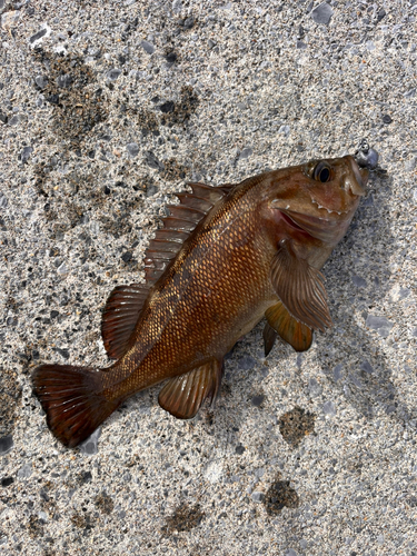 エゾメバルの釣果