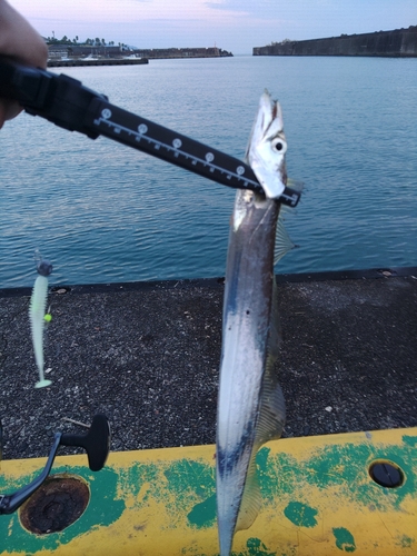 タチウオの釣果