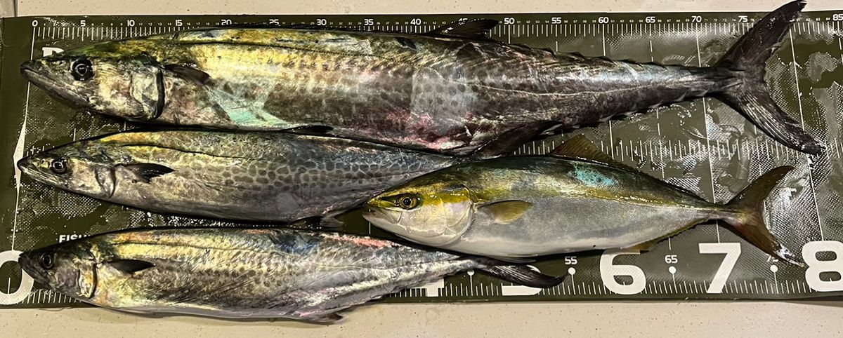 シマシマのSHIMANOさんの釣果 2枚目の画像