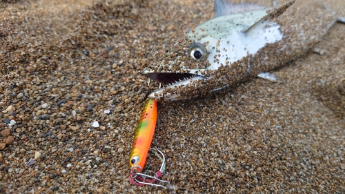 サゴシの釣果