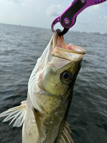 スズキの釣果