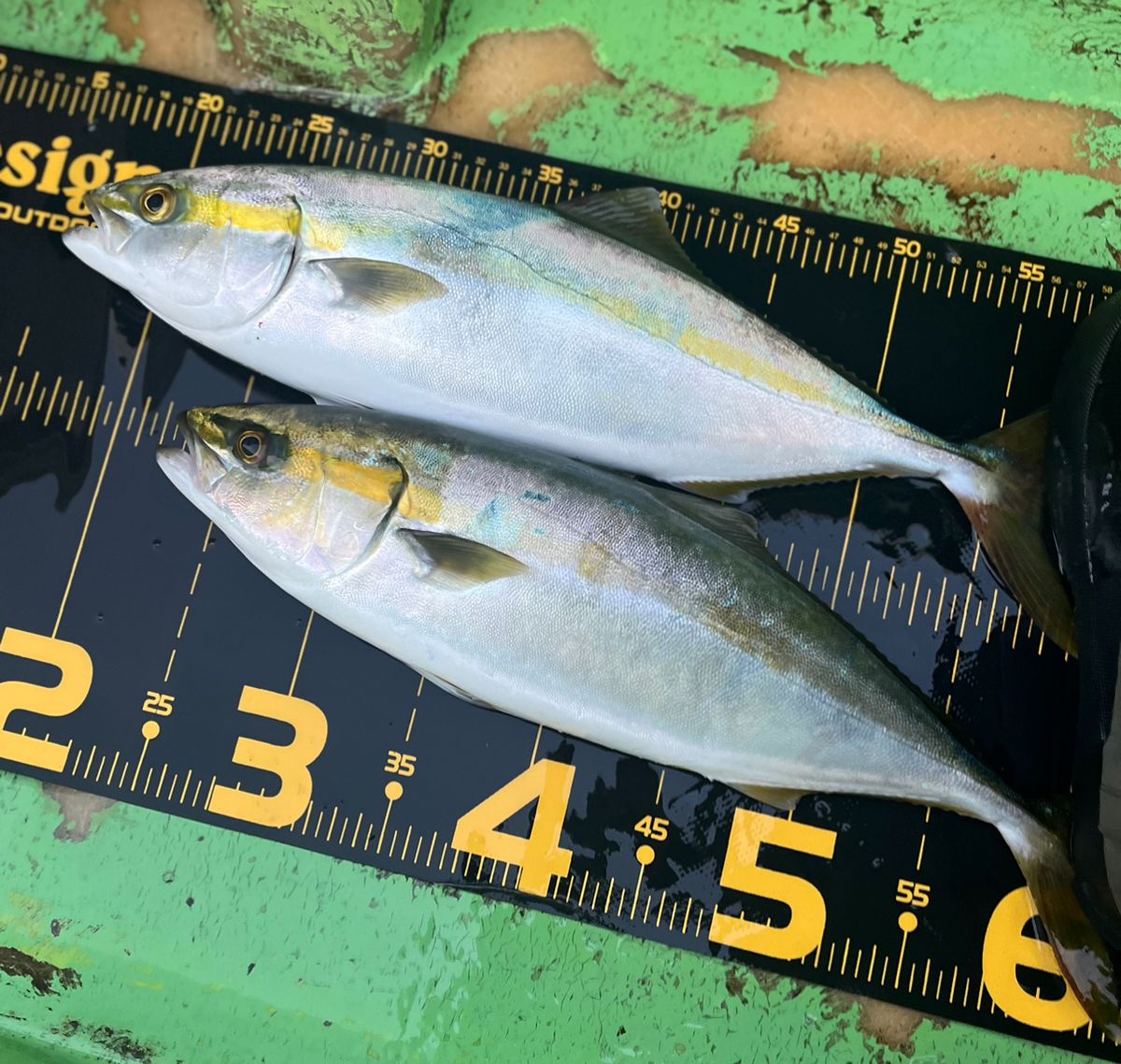 Sea🎣saaaaa〜さんの釣果 2枚目の画像