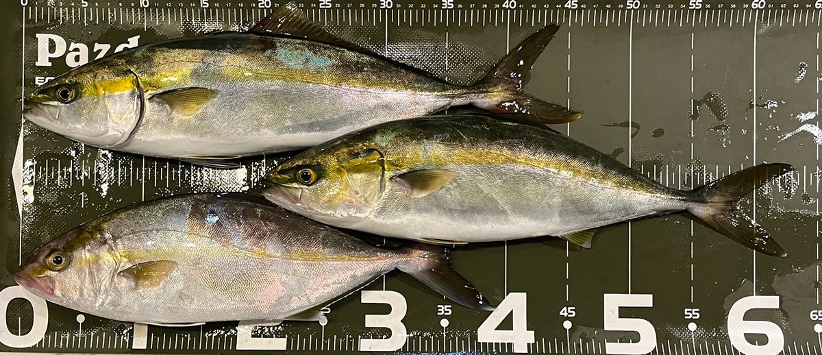 Sea🎣saaaaa〜さんの釣果 3枚目の画像