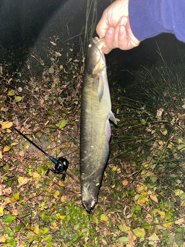 ナマズの釣果