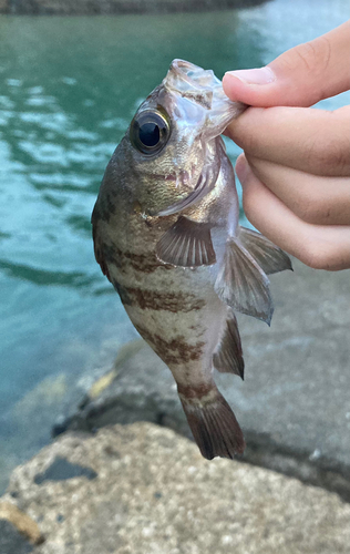 シロメバルの釣果