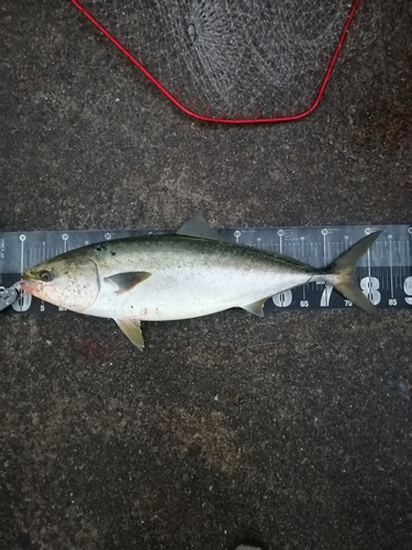 ブリの釣果