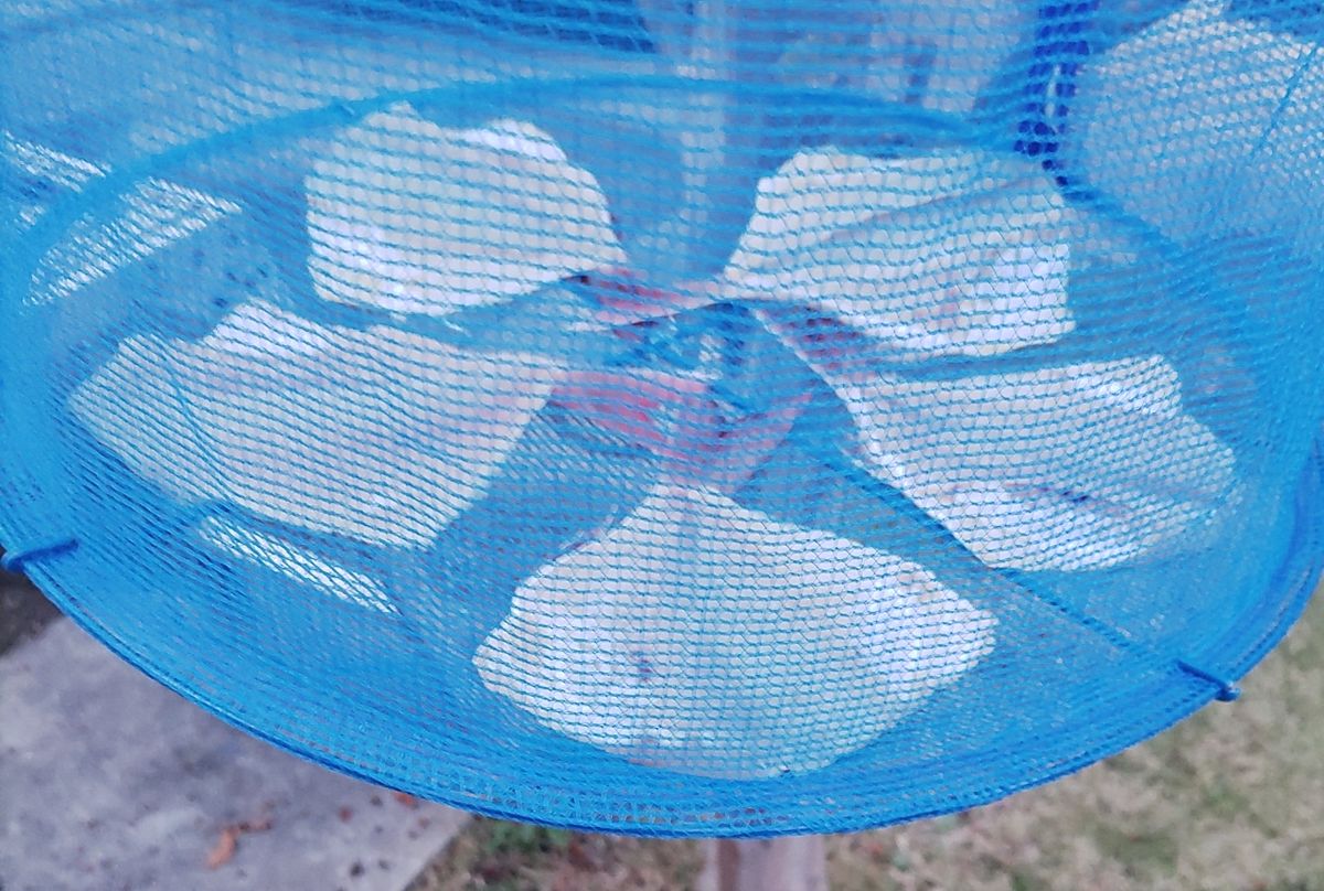 メガネはるまきさんの釣果 3枚目の画像