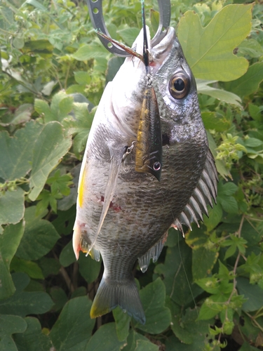 キビレの釣果