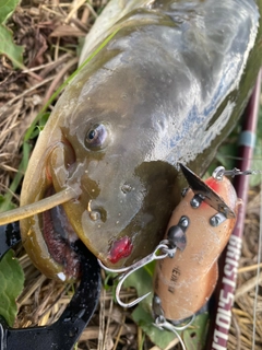 ナマズの釣果