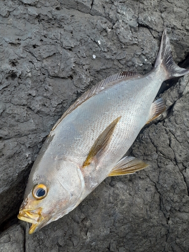 イサキの釣果