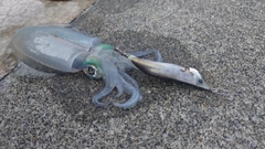 アオリイカの釣果