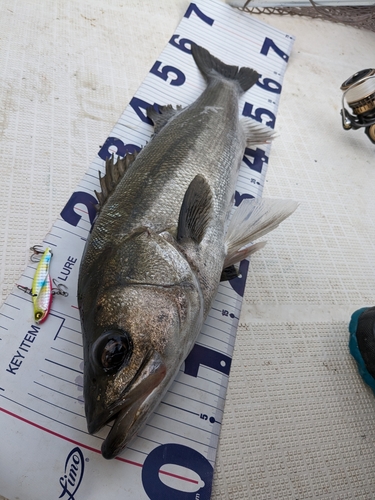 シーバスの釣果