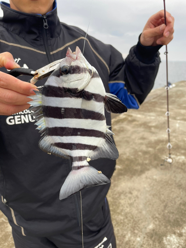 イシダイの釣果