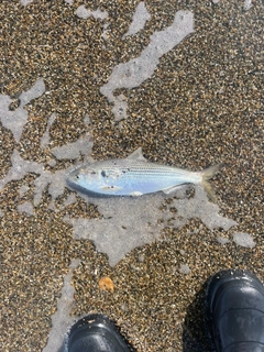 コノシロの釣果