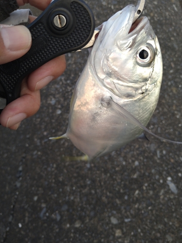 メッキの釣果