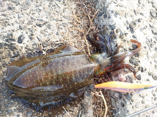 アオリイカの釣果