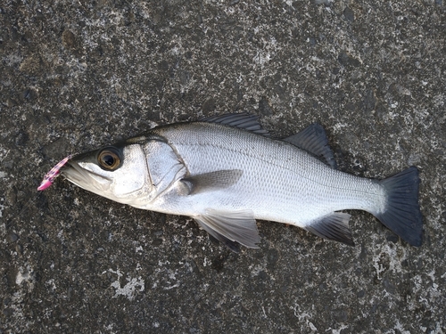 セイゴ（ヒラスズキ）の釣果