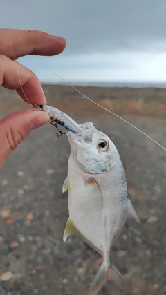 ロウニンアジの釣果