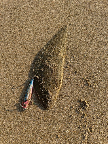 シタビラメの釣果