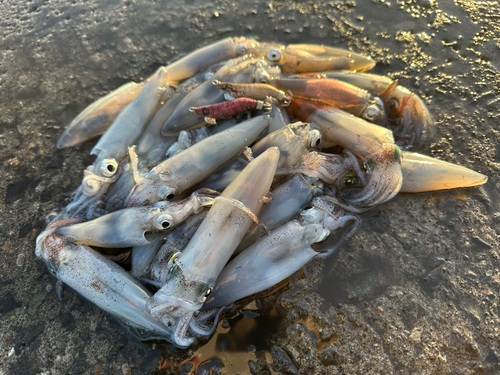 マメイカの釣果