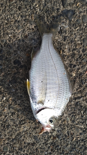 ウミタナゴの釣果