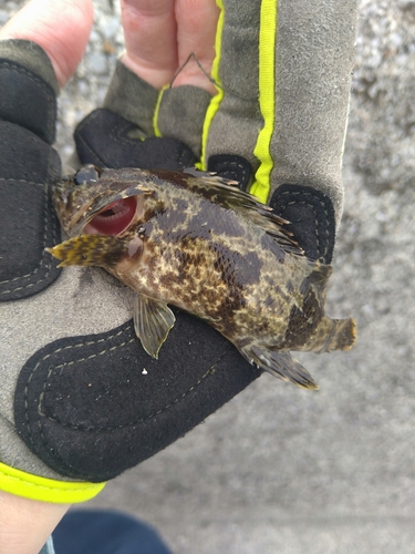 タケノコメバルの釣果