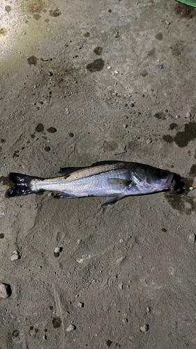 セイゴ（マルスズキ）の釣果