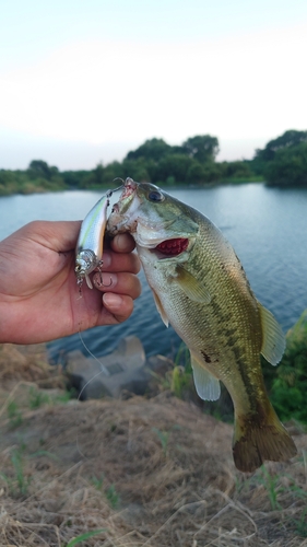 ラージマウスバスの釣果