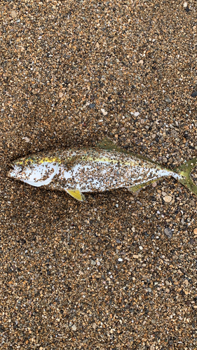 ツバスの釣果