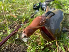 ナマズの釣果