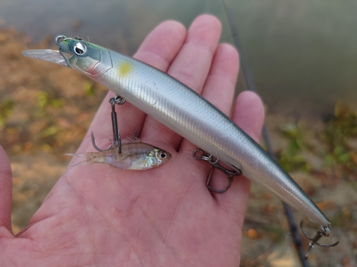 ブルーギルの釣果