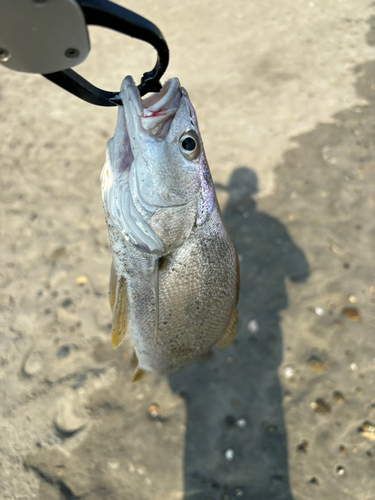 ニベの釣果