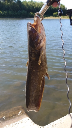 ナマズの釣果