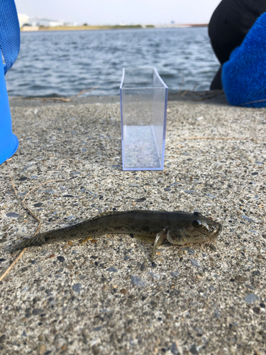 マハゼの釣果