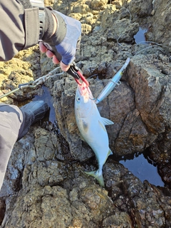 イナダの釣果