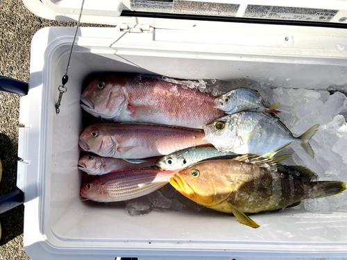 シロアマダイの釣果