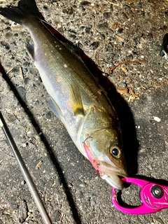 フッコ（マルスズキ）の釣果