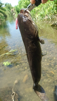 ナマズの釣果