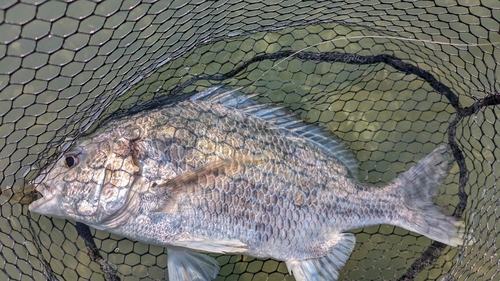 キビレの釣果