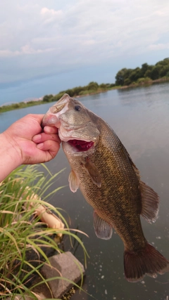 ラージマウスバスの釣果