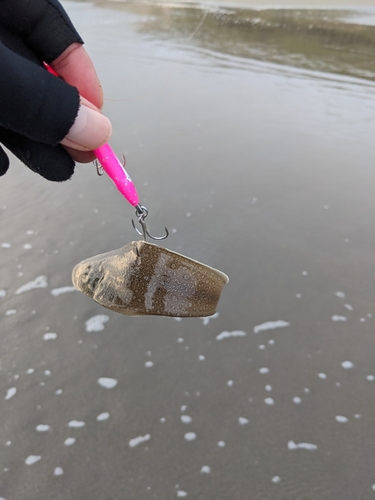 シタビラメの釣果